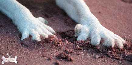 Norvegiană lundehund (lundehund) - husky de vânătoare nordică - forum de rase de câini de oi