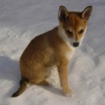 Норвезька лундехунд унікальна мисливська порода собак