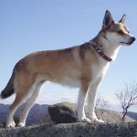 Norvegianul lundehund este o rasă unică de câini de vânătoare