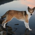 Norvegianul lundehund este o rasă unică de câini de vânătoare