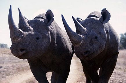 Rhinoceros raport animale, fotografie (inflamații corporale corpului carapace) Rhinoceros raport animale, fotografie