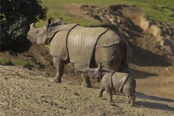 Rhinoceros raport animale, fotografie