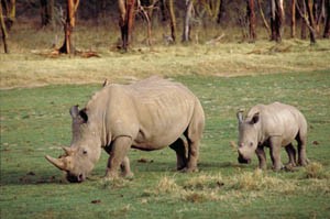 Rhinoceros raport animale, fotografie
