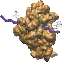 N pentru biosinteza proteinelor