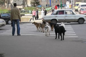 -E a gyermeknek szüksége van egy kutya elrettentő