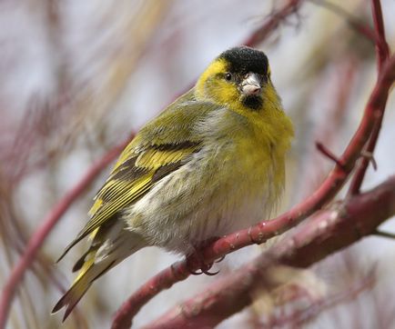 A szokás felszabadító madarak vad tavasszal, Kerkinitida Yevpatoriya történelem ókortól napjainkig