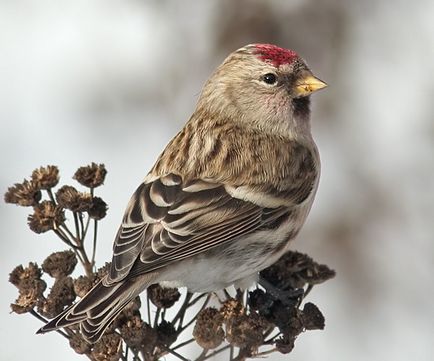 A szokás felszabadító madarak vad tavasszal, Kerkinitida Yevpatoriya történelem ókortól napjainkig