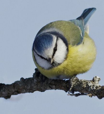 A szokás felszabadító madarak vad tavasszal, Kerkinitida Yevpatoriya történelem ókortól napjainkig