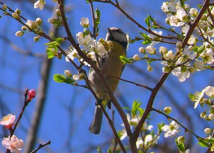 A szokás felszabadító madarak vad tavasszal, Kerkinitida Yevpatoriya történelem ókortól napjainkig