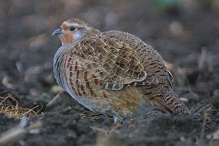 A szokás felszabadító madarak vad tavasszal, Kerkinitida Yevpatoriya történelem ókortól napjainkig