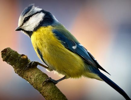 Obiceiul de a elibera păsările de primăvară la voință, istoria Kerkinitida Evpatoria din cele mai vechi timpuri, până în zilele noastre