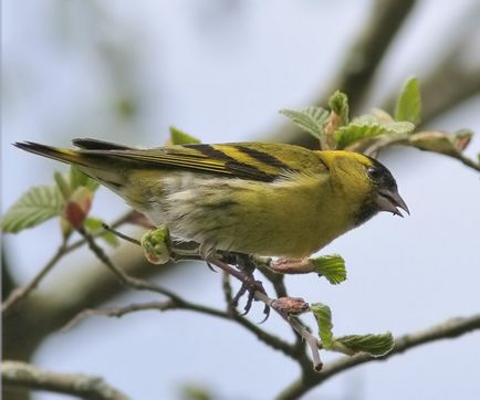 A szokás felszabadító madarak vad tavasszal, Kerkinitida Yevpatoriya történelem ókortól napjainkig