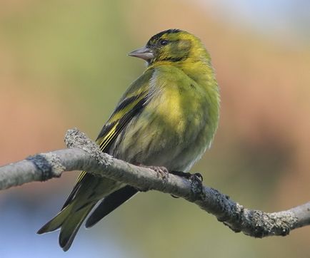 A szokás felszabadító madarak vad tavasszal, Kerkinitida Yevpatoriya történelem ókortól napjainkig