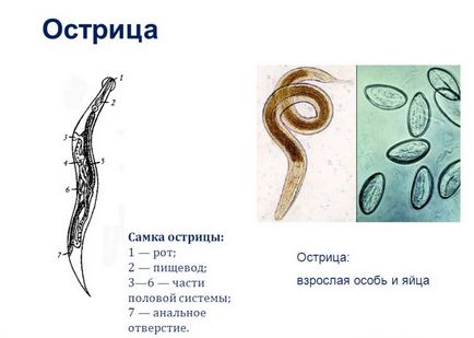 Obligatorii caracteristici parazite, exemple, rău pentru oameni