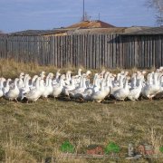 Privire de ansamblu asupra gâscului alb cu descrierea, video și fotografii