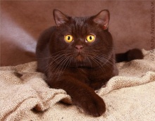 Забарвлення британських кішок, sunray - розплідник британських кішок