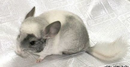 Színek és fajták csincsilla fotókkal és nevek (Chinchilla) Színek és fajták csincsilla fotókkal és nevek