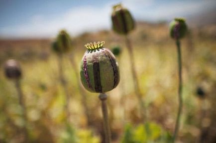 Războiul de opium (20 de fotografii)
