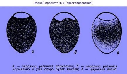 Запліднення індичок в якому віці, скільки разів індик топче