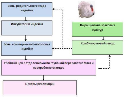 Запліднення індичок в якому віці, скільки разів індик топче