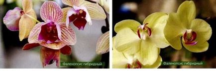 Phalaenopsis Orchid