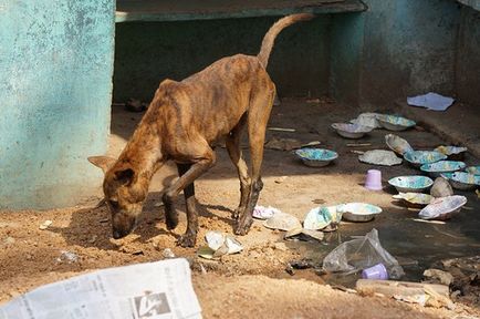 Caracteristicile mentalității indiene, sau ceea ce este, acest indian indian, căsătorit cu un indian