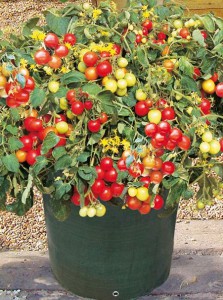 Відповіді на запитання наших читачів про вирощування томата черрі, дачне царство