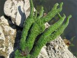 Lacul spline (Spongilla lacustris), buretele fluvial (Ephydatia fluviatilis), bureții de apă dulce