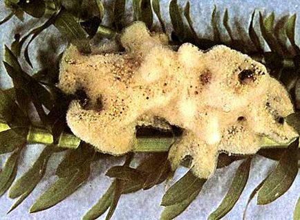 Tavi bodyaga (Spongilla lacustris), a folyami bodyaga (ephydatia fluviatilis), az édesvízi szivacsok