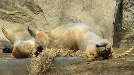 Парк розваг everland