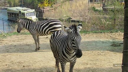 Parcul de distracții Everland