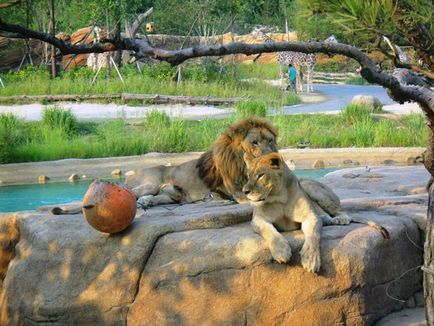 Parcul de distracții Everland, Seul, Coreea de Sud descriere, fotografie, unde este pe hartă, cum se ajunge la