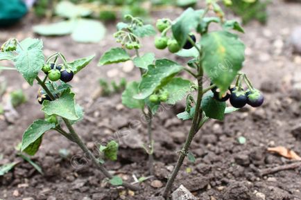 Solanum nigrum