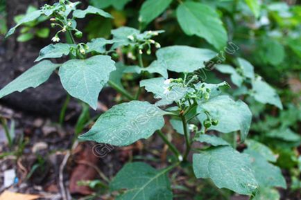 Solanum nigrum