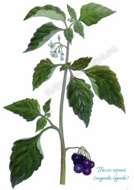 Solanum nigrum