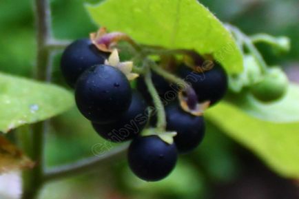 Solanum nigrum