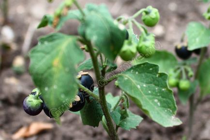 Solanum nigrum