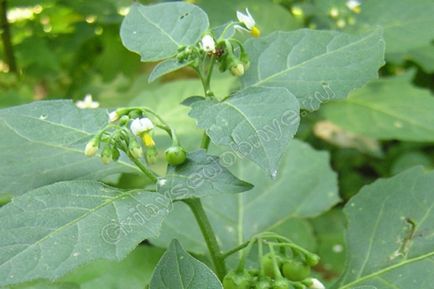 Solanum nigrum