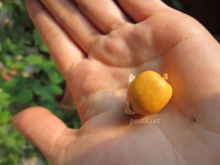 Passiflora foothe (lat