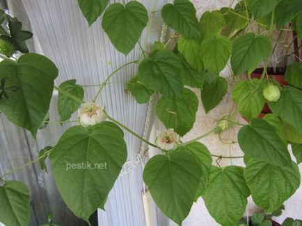 Passiflora foetida (latin: