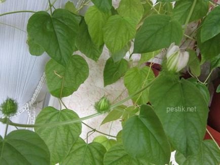 Passiflora foetida (latin: