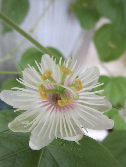 Passiflora foothe (lat