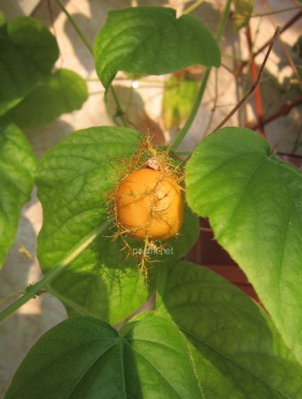 Passiflora foothe (lat