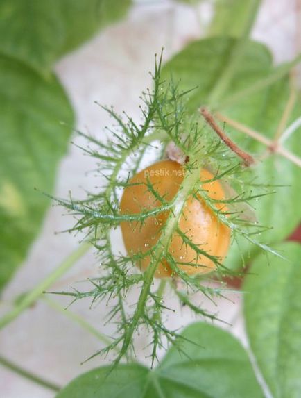 Passiflora foetida (latin: