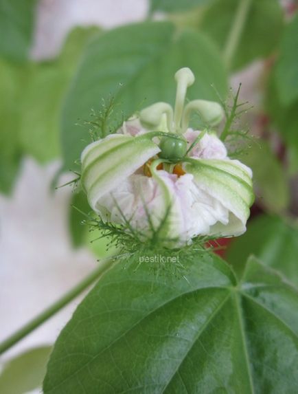 Passiflora foothe (lat