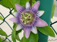 Passionflower sau floarea pasiunii - hacienda-online