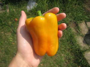 Pepper californian miracol comentarii