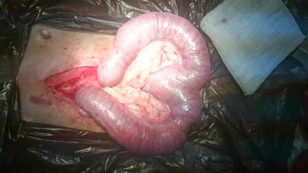 Pyometra, chisturi, tumori - ce, cum, de ce un pirouet de gândire