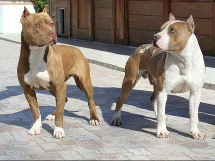 Pitbull sau Stafford, care este mai bine sa inceapa