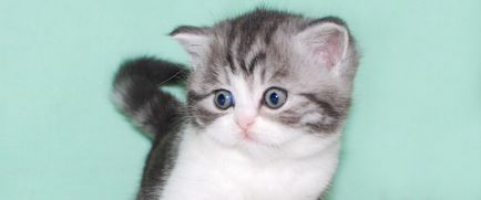 Tenyészet brit macskák - alma vad - wcf regisztrált a rendszerben, és tenyésztés